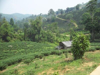 Chiang Rai T3 Trekking.jpg