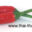 www.thai-thaifood.de