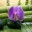 www.araya-thaimassage.de